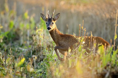 Animals, mammals, deer, fawn, portrait, looking out of cornfield, roebuck