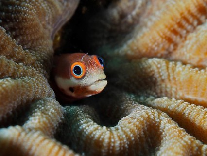 A small blenny with large eyes, the spotted-jaw blenny (Acanthemblemaria rivasi), hiding in the