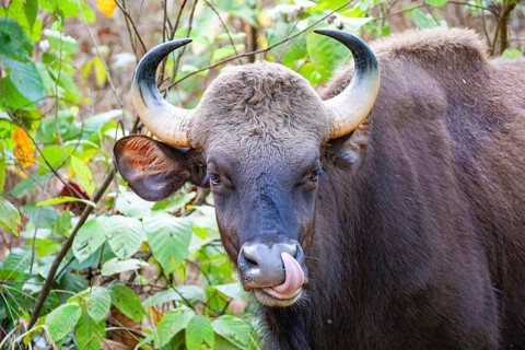 Gaur (Bos gaurus) India