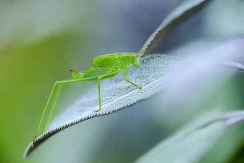 Common sickle scare, grasshoppers, Phaneroptera falcata, sickle scare, ensifera, grasshoppers,