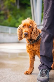 Red dog with brown fur next to a person on a damp bridge, Krumbach, Vorarlberg, Austria