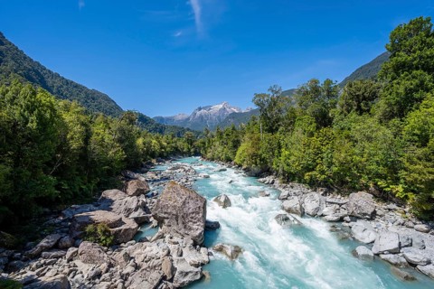 Turquoise blue Rio Blanco river flows through temperate rainforest, Valdivian or northern