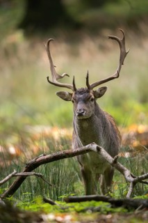 Dama dama, fallow deer, fallow deer, high size, vertical format, mammals, shovelers, mammals