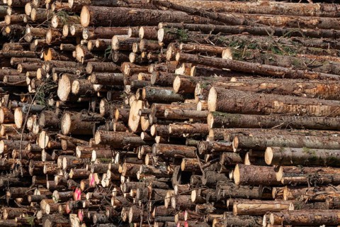 Logs, spruce logs, roundwood, storage, timber industry, Sunndalsøra, Tingvollfjorden, Sunndal