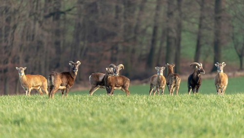 Artiodactyla, even-toed ungulate, mouflon, mouflon, mouflon, ovis gmelini musimon, cloven-hoofed,