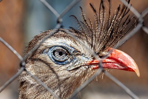 Close-up of a bird in a cage, with richly detailed plumage and an intense gaze, portrait of a