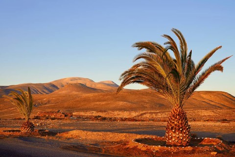 Canary Island date palms (Phoenix canariensis) in the barren landscape, Fuerteventura, Canary