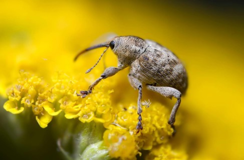 Acorn weevil, vein acorn drill, curculio venosus, acorn drill, beetle, coleoptera, insects, beetles