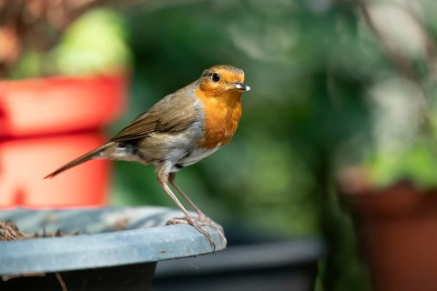 European robin (Erithacus rubecula) adult garden bird on a plant pot with bugs for food in its
