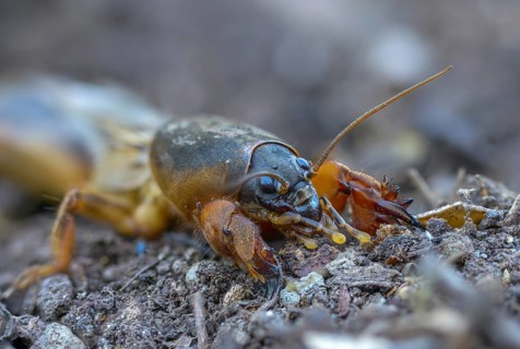 European mole crickets, grasshoppers, gryllotalpa gryllotalpa, half-devils, mole crickets, werre,