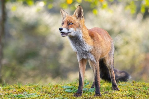 Red fox (Vulpes vulpes), Zandvoort, Netherlands