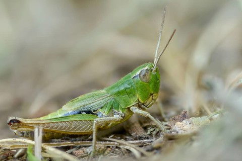 Acrididae, Caelifera, Chorthippus parallelus, field locusts, common grasshoppers, gomphocerinae,