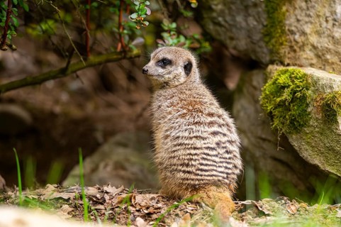 Meerkat (Suricata suricatta) standing sweet and curious on a rock, captive, occurrence Africa