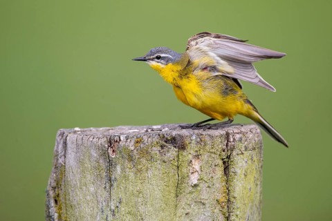 Yellow Wagtail (Motacilla flava), Lembruch, Lower Saxony, Germany
