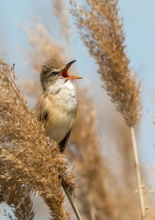 Acrocephalus arundinaceus, Brandenburg, Germany, throttle warbler, great reed warbler, nabu