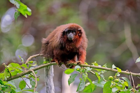 Coppery titi (Plecturocebus cupreus, syn.: Callicebus cupreus), adult, alert, tree, South America