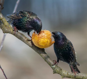 Starling, Sturnus vulgaris, Birds, Garden, Garden, Passeri, Songbirds, Birds
