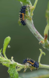 Asian ladybeetle, Asian ladybug, coccinellidae, coccinellinae, harlequin ladybug, harmonia