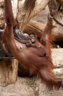Urangutan (Pongo pygmaeus) with her cub in her arms, captive, Germany
