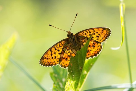 Brenthis Ino, Lesser Marbled Fritillary, Meadowsweet Pearl Butterfly, Purple Silver Butterfly,