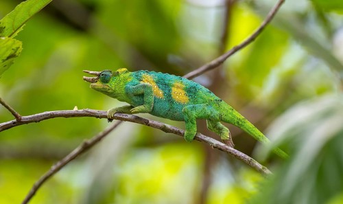 Three-horned chameleon (Trioceros jacksonii), male, between leaves on a branch, Bwindi Impenetrable