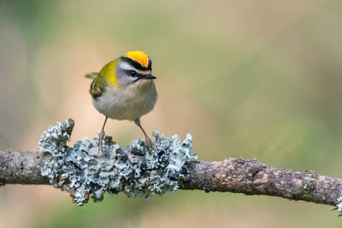 Common firecrest, golden chickens, regulus ignicapillus, golden chickens, birds, passeri,