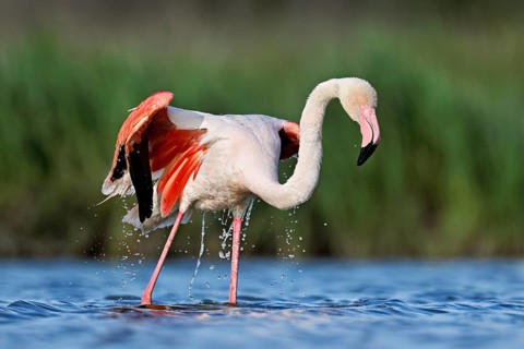 A greater flamingo (Phoenicopterus roseus) bathing in a pond, Camargue Regional Nature Park,