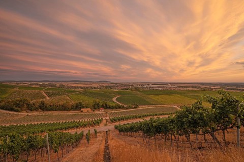 20 August 2026, Panoramic view over vineyards looking towards the town at sunset in Iphofen,