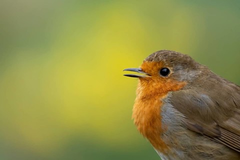 European robin (Erithacus rubecula) adult garden bird singing in spring, England, United Kingdom