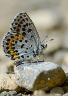 Chequered blue, midget blue, Scolitantides Orion, butterfly, high size, portrait format, insects,