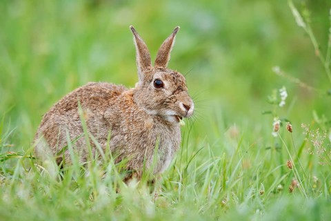 Wild rabbit (Oryctolagus cuniculus) sitting feeding in a meadow, North Rhine-Westphalia, Germany