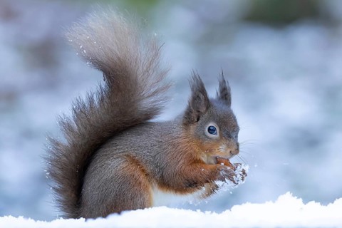 Red squirrel (Sciurus vulgaris) adult animal eating a nut in snow in winter, England, United