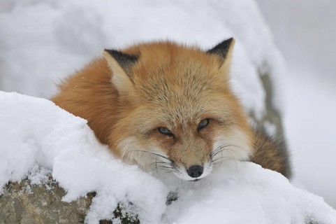 Red fox, animal, animals, beast of prey, beasts of prey, camera view, eye contact, canids,