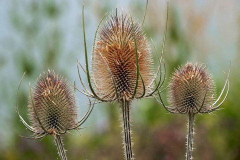 Wild teasel (Dipsacus fullonum), Baden-Württemberg, Germany