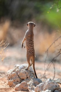 Sitting meerkat (Suricatta suricata), funny, Kgalagadi Transfrontier Park, Northern Cape, South