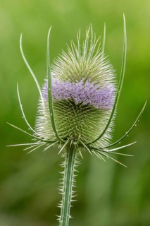 Wild teasel (Dipsacus fullonum), in flower, Baden-Württemberg, Germany