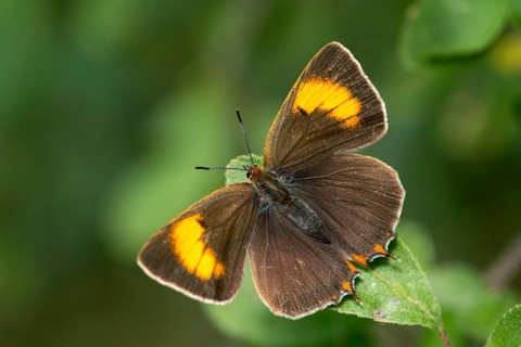 Birch tip, kidney spot, thecla betulae, brown hairstreak, butterfly, female, insects, butterfly,