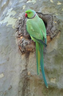 A parrot sits peacefully in a tree hollow: a rose-ringed parakeet (Psittacula krameri), adult,