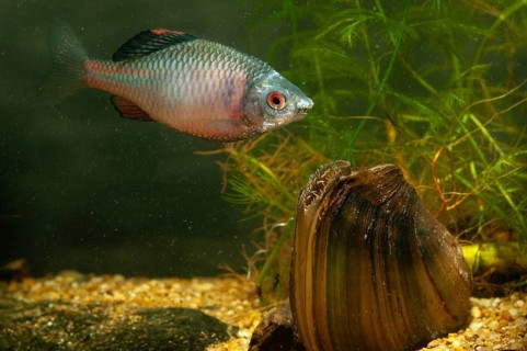 Anodonta cygnea, bitterling, duck mussel, common pond mussel, Rhodeus amarus, Rhodeus sericeus