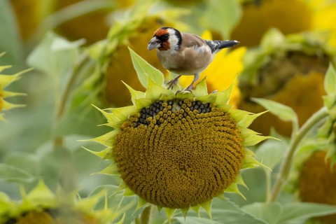 European goldfinch (Carduelis carduelis) adult garden bird feeding on sunflower plant seeds in