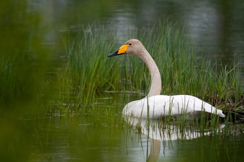 Cygnus Cygnus, Sweden, Singing Swan, Whooper Swan, Anatidae, Birds, Duckbirds, Swan, Swans, Sweden,