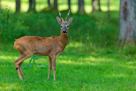 A roe buck (Capreolus capreolus) stands attentively in a green meadow at the edge of the forest on