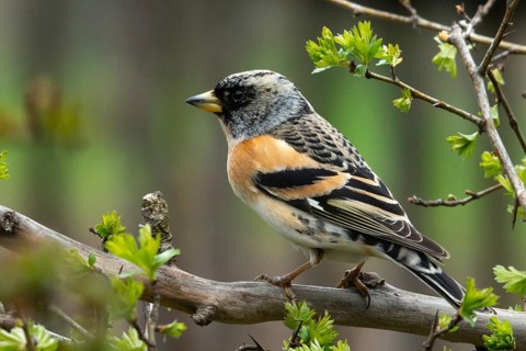 Mountain finch, brambling, fringilla montifringilla, birds, passeri, songbirds, birds
