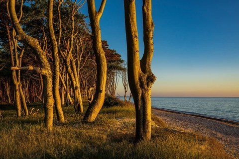 Pines on the western beach of Darß, sunset, Fischland, Darß, Zingst, Ahrenshoop,