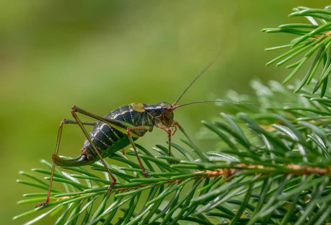 Barbitistes constrictus, eastern saw-tailed bush cricket, softwood sabre, grasshopper, grasshopper,