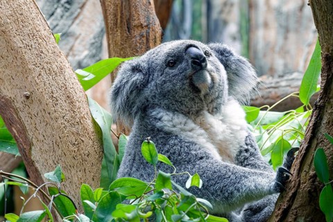 Animal portrait, koala (Phascolarctos cinereus), marsupial, Australian fauna, captive,
