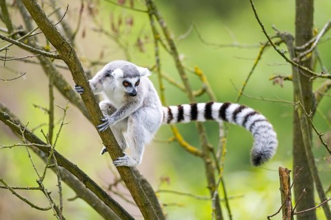 Ring-tailed lemur (Lemur catta) climbing in a tree, captive, Germany