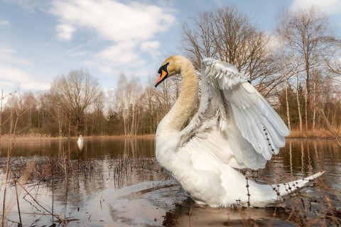 Cygnus olor, mute swan, anatidae, birds, duckbirds, spring, cusp swan, swans, jump, swans, birds,