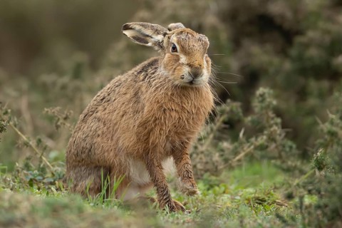 European brown hare (Lepus europaeus) adult animal in grassland, England, United Kingdom