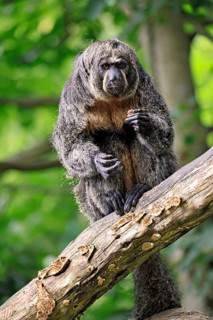 White-headed saki (Pithecia pithecia), pale-headed saki, adult, female, sitting, tree trunk, alert,